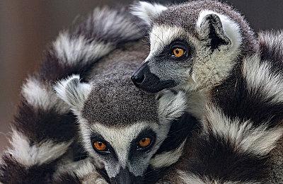 Sucker Punch还在计划《羊蹄山之魂》以外的衍生作品